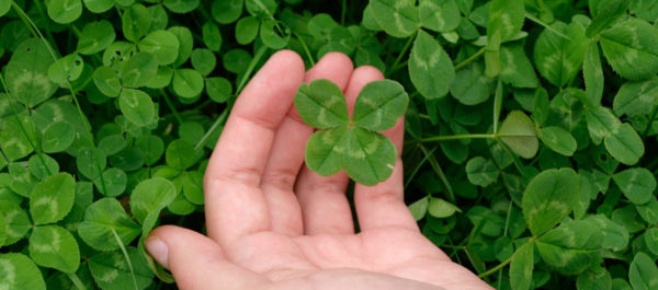 What Are Your Chances of Finding a Four-Leaf Clover?